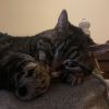 Cici photo 5