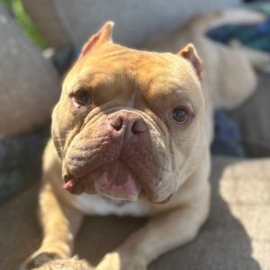 Buttah /A1031127