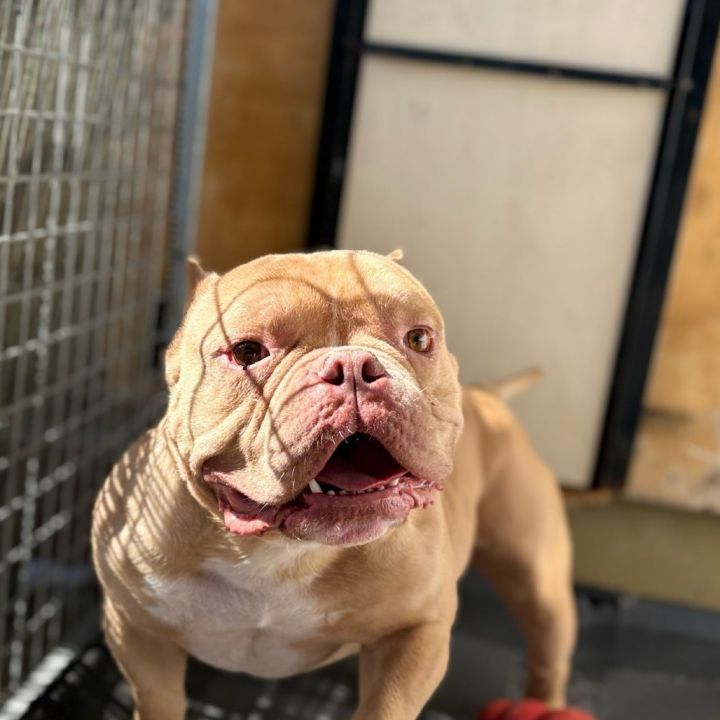 Buttah /A1031127 2