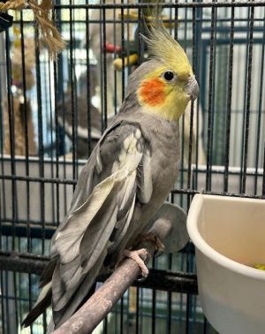 Valentino, Young Male Cockatiel