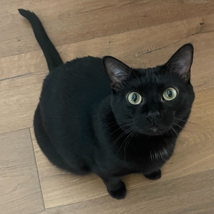 Joel, an adoptable Domestic Short Hair in Leander, TX, 78641 | Photo Image 1