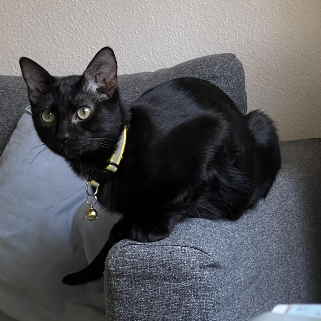 Joel, an adoptable Domestic Short Hair in Leander, TX, 78641 | Photo Image 2