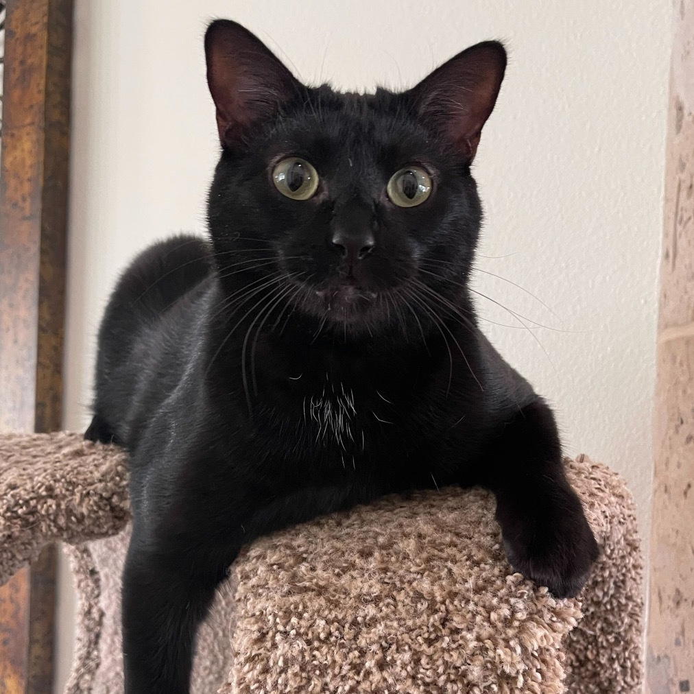 Joel, an adoptable Domestic Short Hair in Leander, TX, 78641 | Photo Image 3