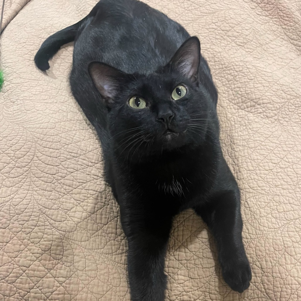 Joel, an adoptable Domestic Short Hair in Leander, TX, 78641 | Photo Image 4