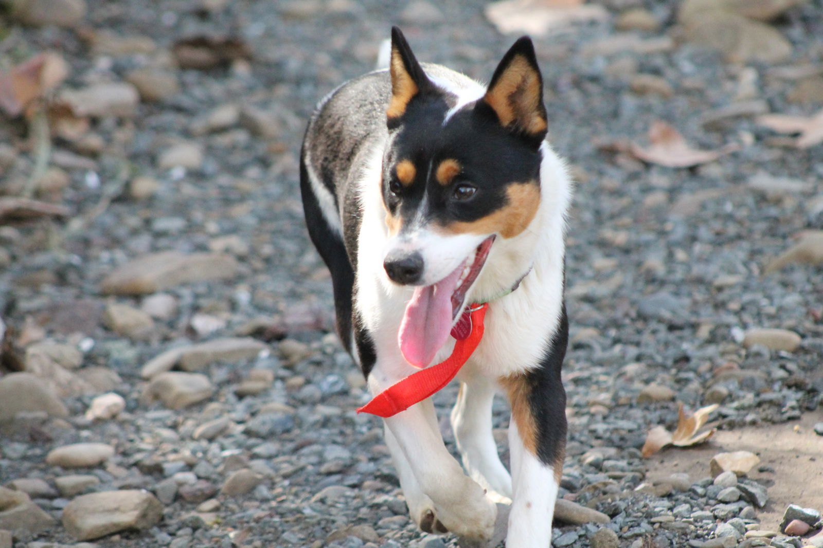 Shasta
