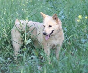 Cattle dog mix female 5 years oldCarol is a 4-5 year old cattle dog mix Shes a real sweetie read