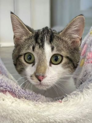 Oliver, Baby Male Domestic Short Hair