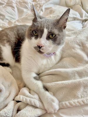 Hi Im Isaac I enjoy cuddling especially sitting on laps and snuggling at night I have a big purr