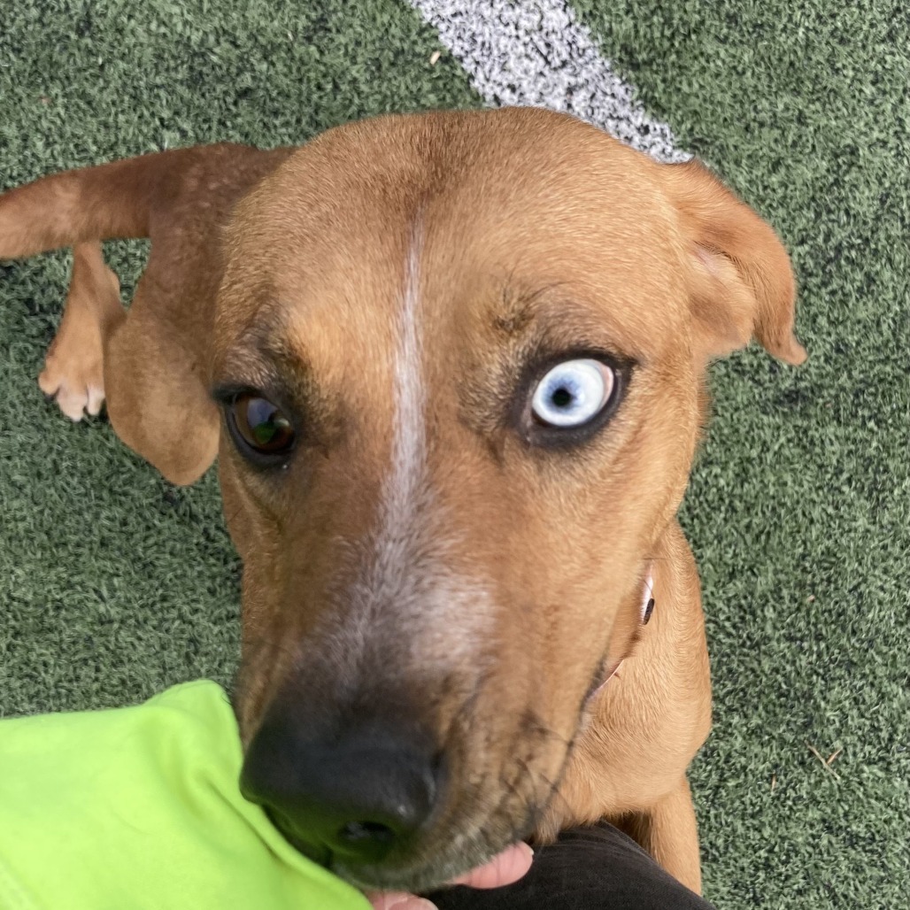 Heidi