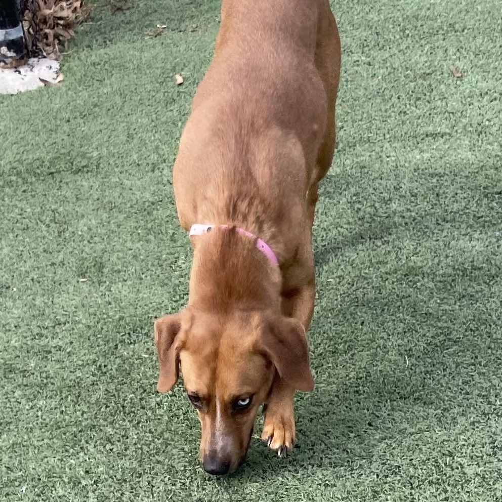 Heidi