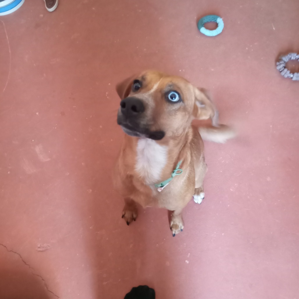 Heidi