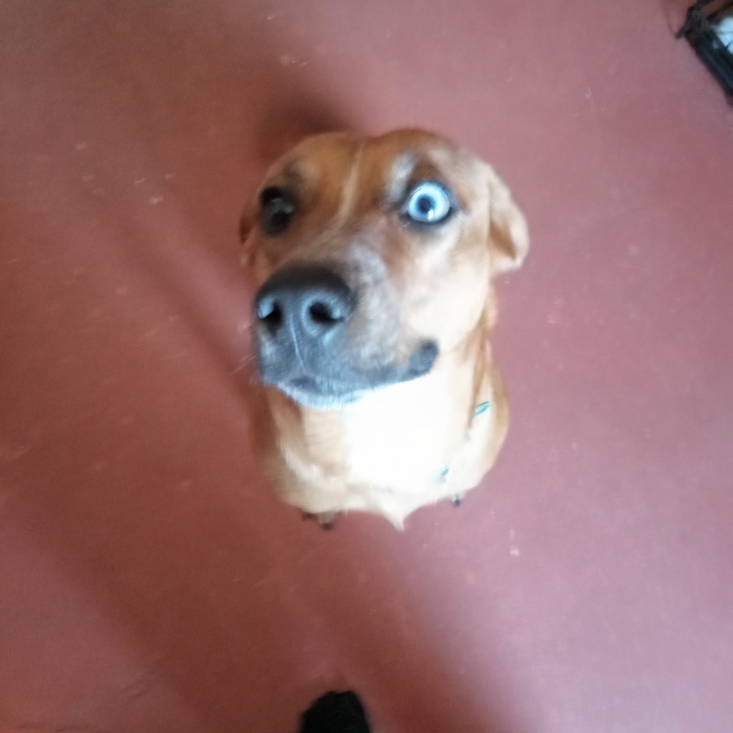 Heidi
