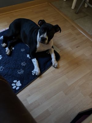 Sagittarius (brown), Baby Male Mixed Breed