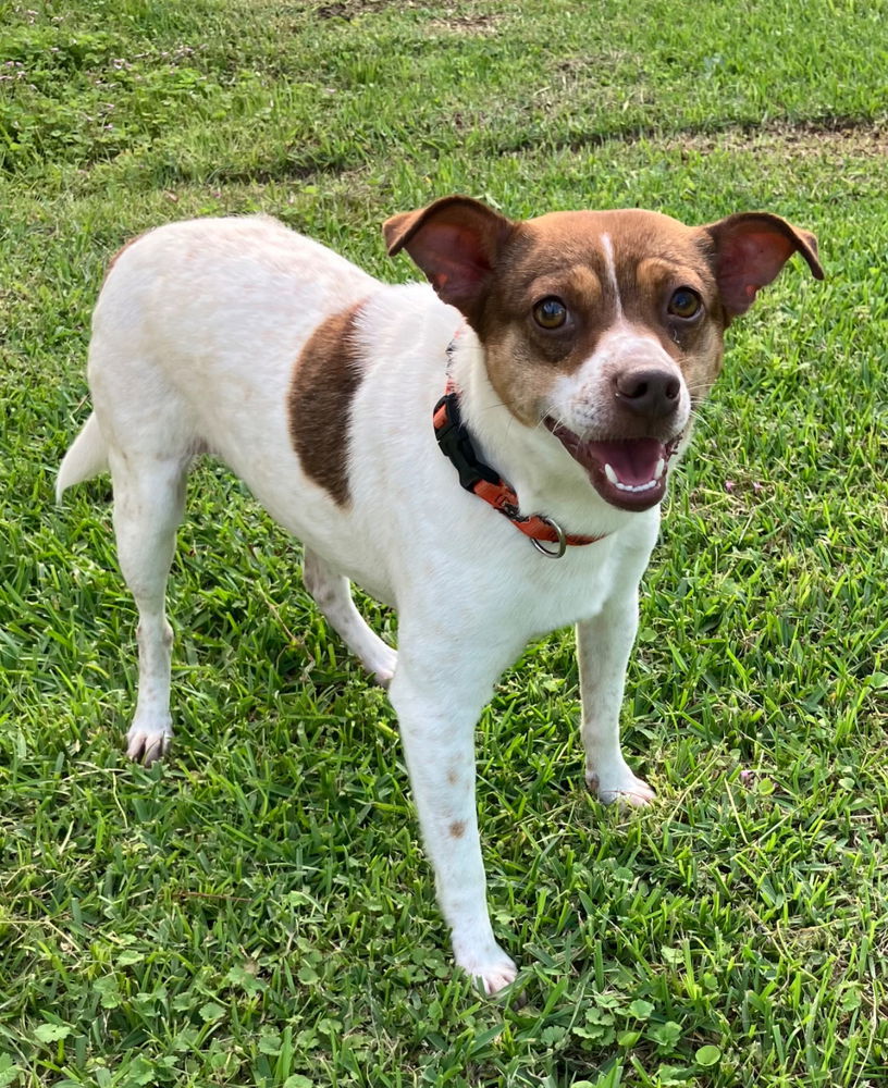 Archie