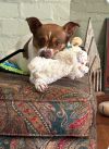 Archie* photo 2