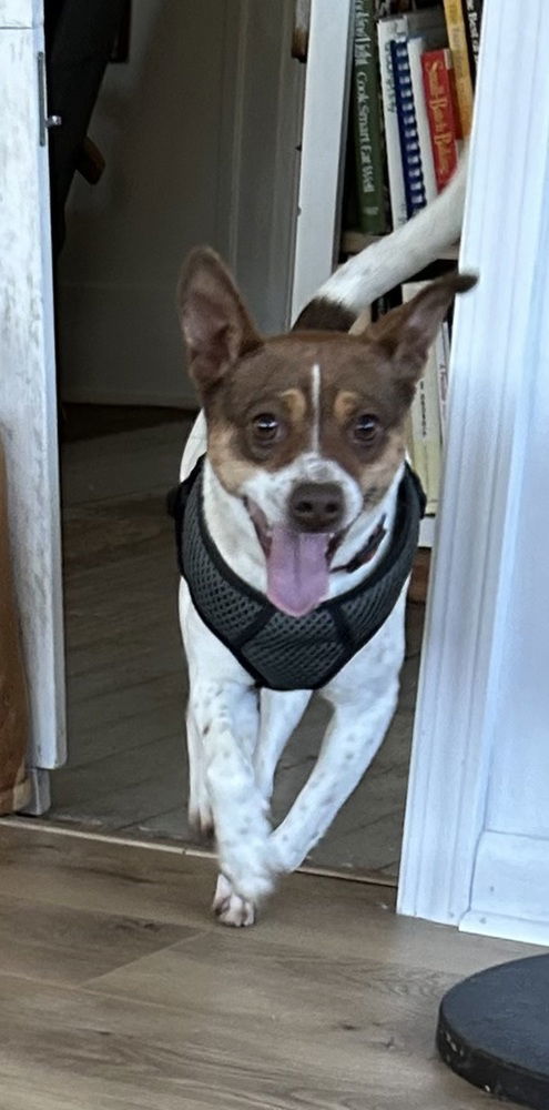 Archie