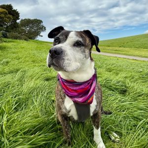 Meet Miracle a sweet curious and shy 60-pound girl who has dealt with a lot of major changes in h