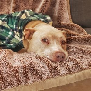 Sandy needs you in her golden years She is patient tender mellow calm kind loving affectiona
