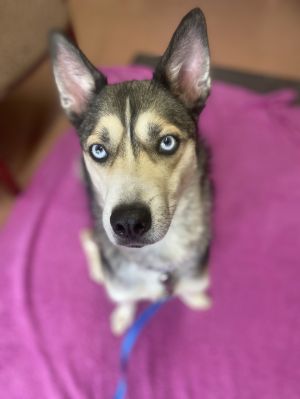 Sakari