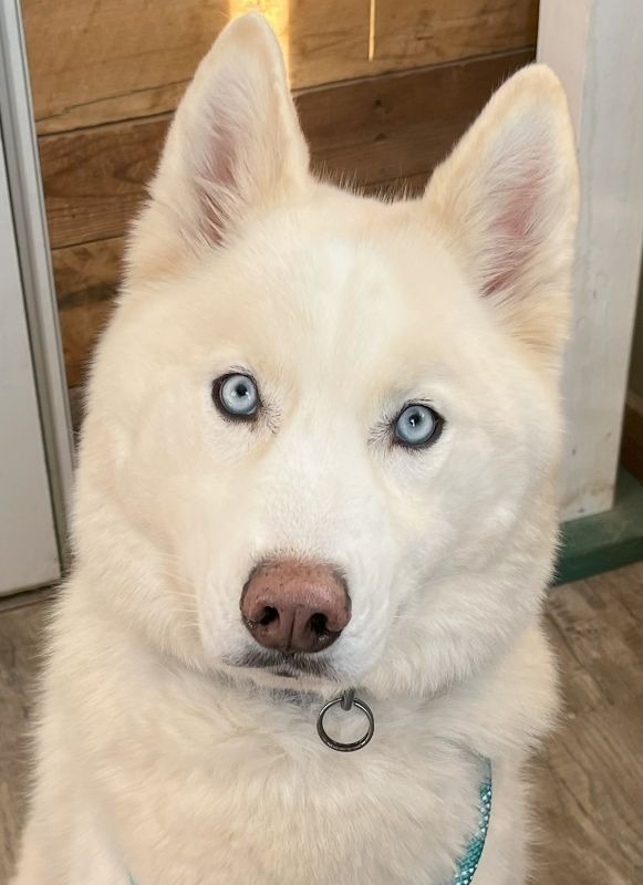 Koda