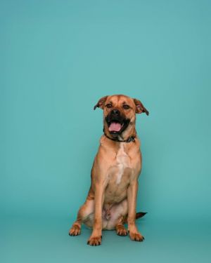 Cobb, Young Male Pit Bull Terrier