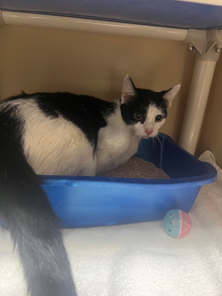 Harmony, an adoptable Domestic Short Hair in Great Bend, KS, 67530 | Photo Image 1