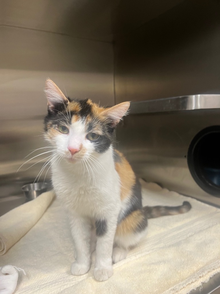 Linda, an adoptable Calico in Great Bend, KS, 67530 | Photo Image 1