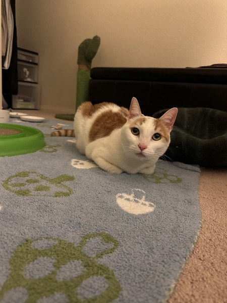 Patches