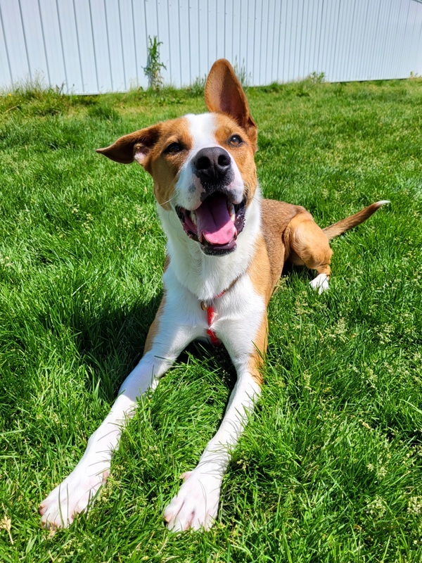 Truett 42216, an adoptable Pit Bull Terrier in Pocatello, ID, 83205 | Photo Image 1