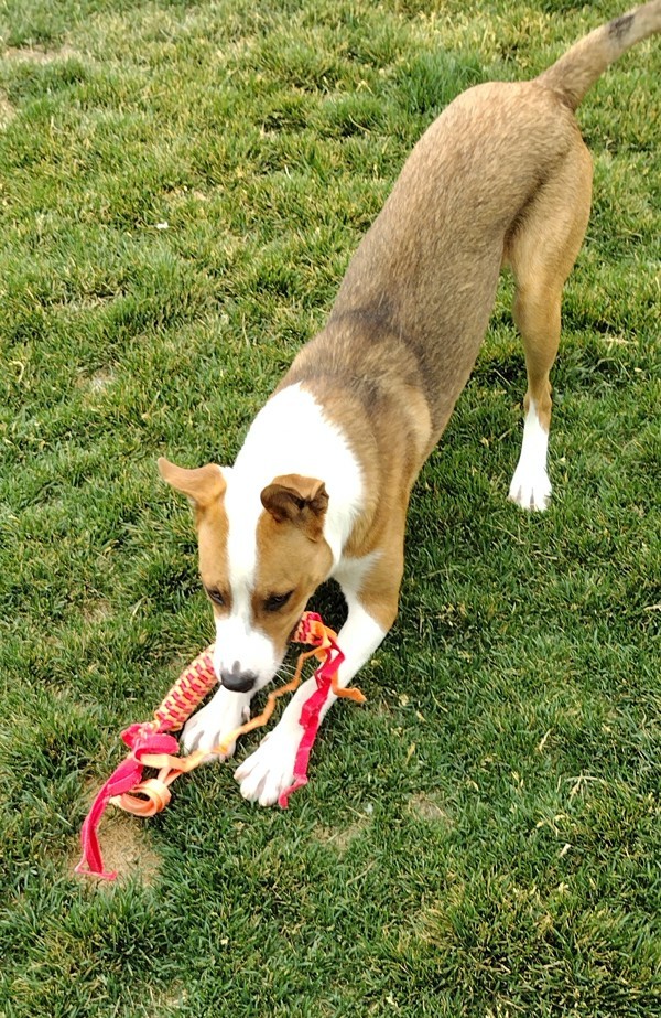 Truett 42216, an adoptable Pit Bull Terrier in Pocatello, ID, 83205 | Photo Image 2