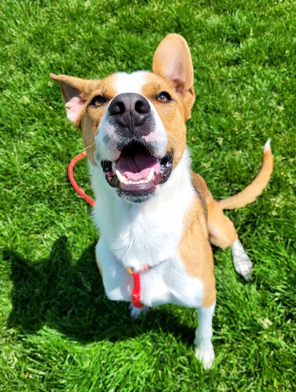 Truett 42216, an adoptable Pit Bull Terrier in Pocatello, ID, 83205 | Photo Image 2