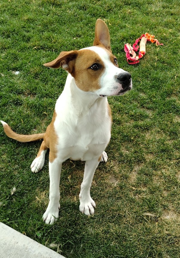 Truett 42216, an adoptable Pit Bull Terrier in Pocatello, ID, 83205 | Photo Image 3