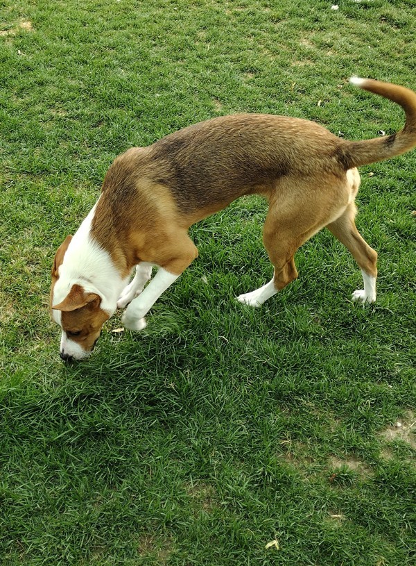 Truett 42216, an adoptable Pit Bull Terrier in Pocatello, ID, 83205 | Photo Image 5