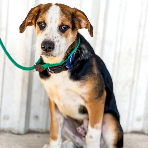 Hugo, an adoptable Shepherd, Hound in Wadena, MN, 56482 | Photo Image 1