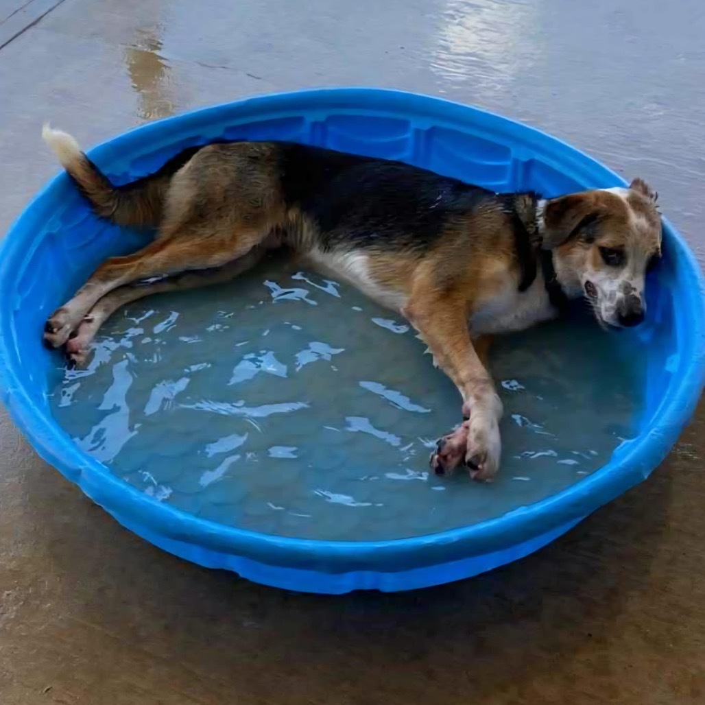 Hugo, an adoptable Shepherd, Hound in Wadena, MN, 56482 | Photo Image 1