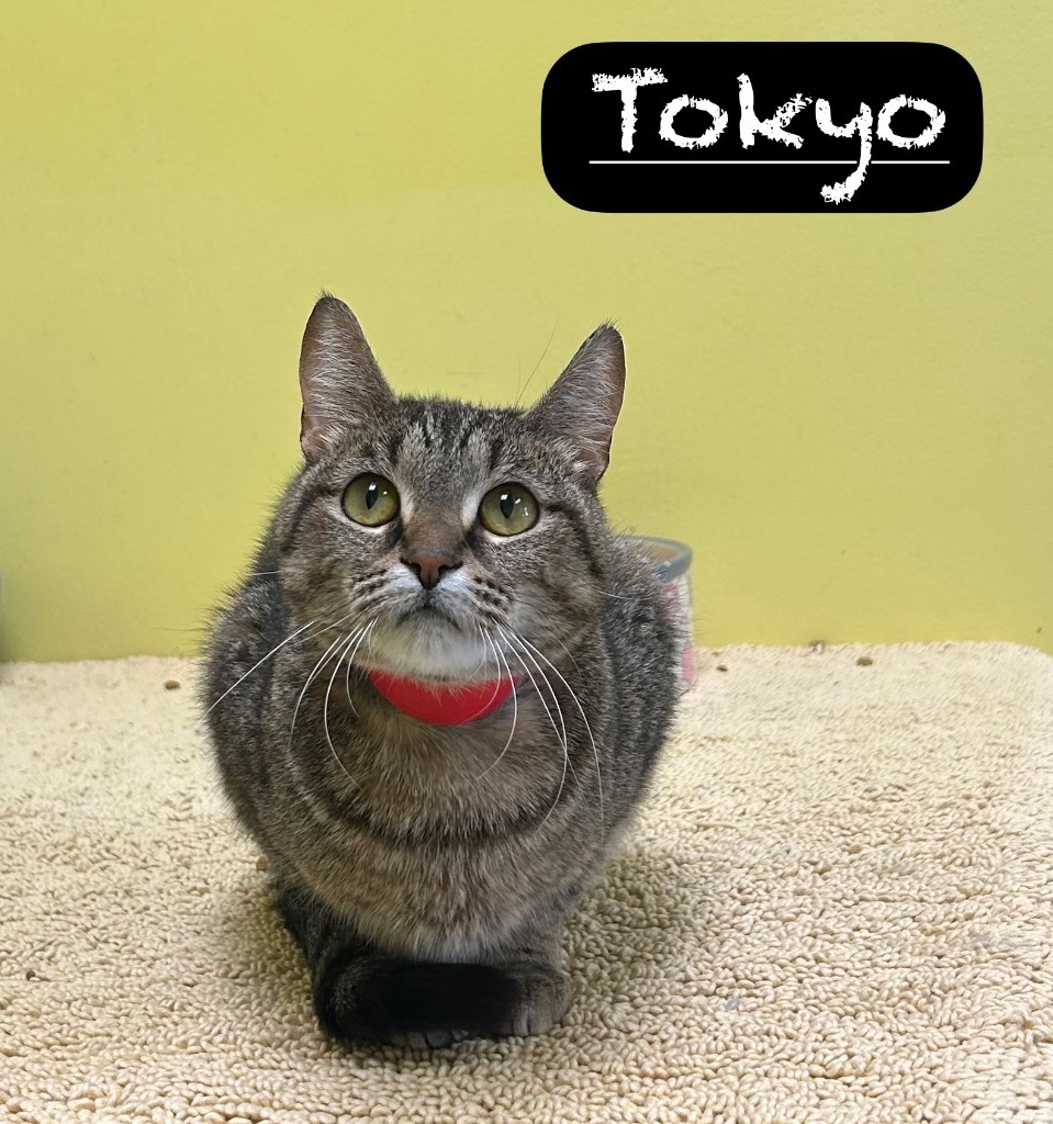 Tokyo, an adoptable Domestic Short Hair in Maumelle, AR, 72113 | Photo Image 1