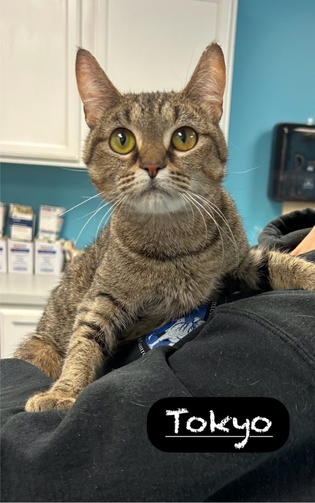 Tokyo, an adoptable Domestic Short Hair in Maumelle, AR, 72113 | Photo Image 3