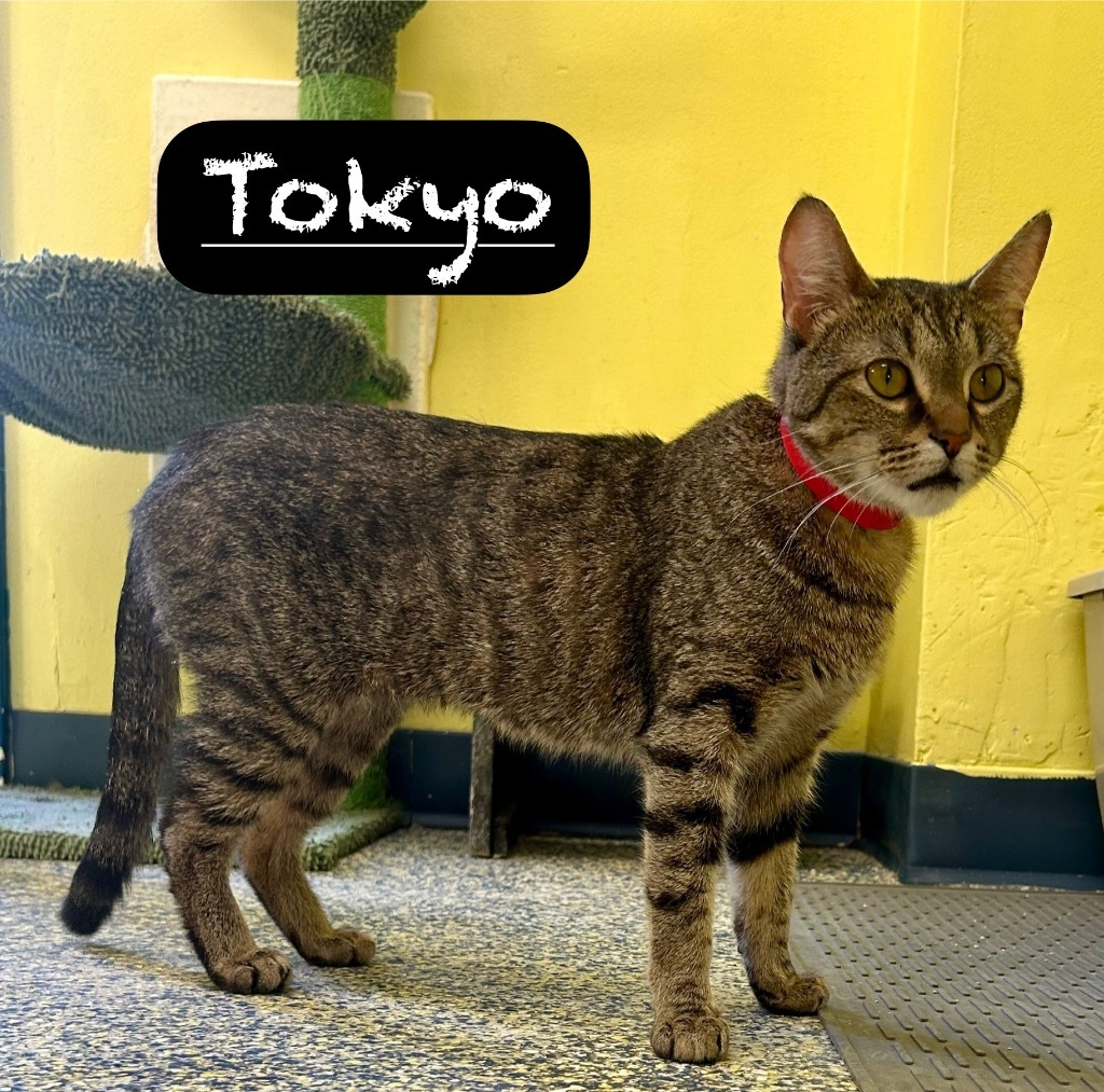 Tokyo, an adoptable Domestic Short Hair in Maumelle, AR, 72113 | Photo Image 4