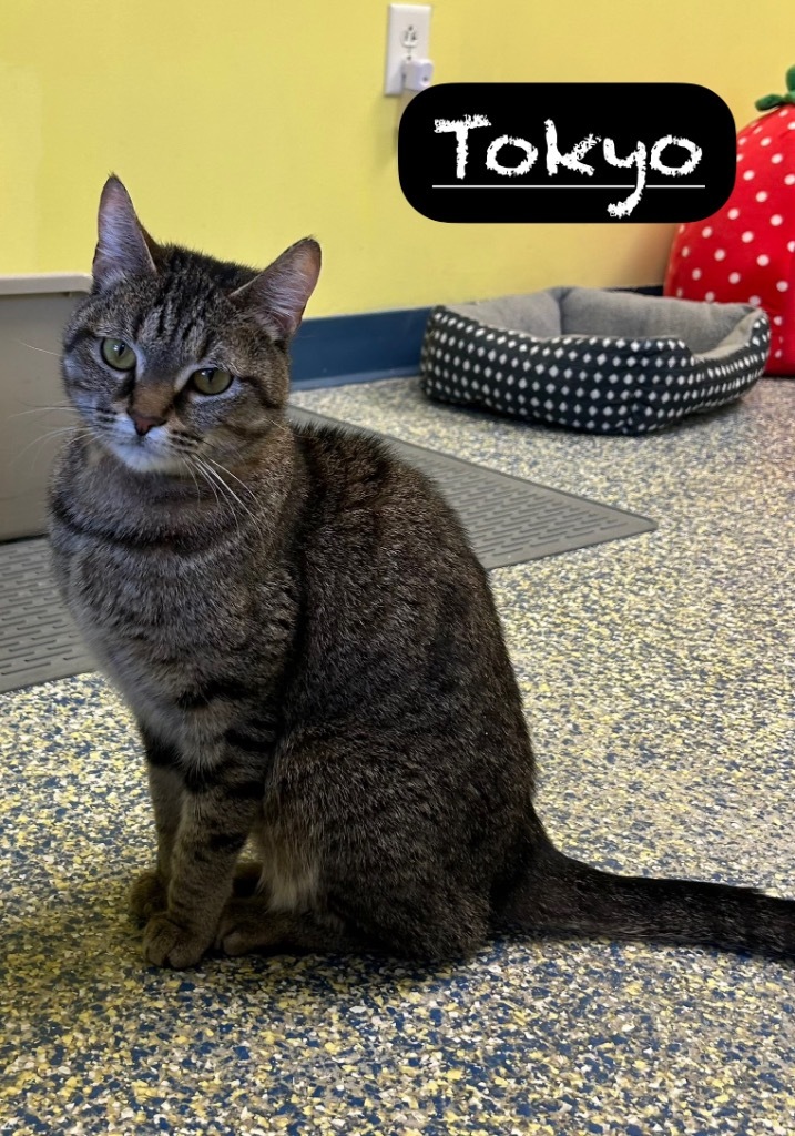 Tokyo, an adoptable Domestic Short Hair in Maumelle, AR, 72113 | Photo Image 5