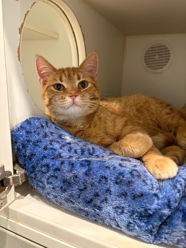 Sunny / Turtle, an adoptable Domestic Short Hair in Ashland, WI, 54806 | Photo Image 1