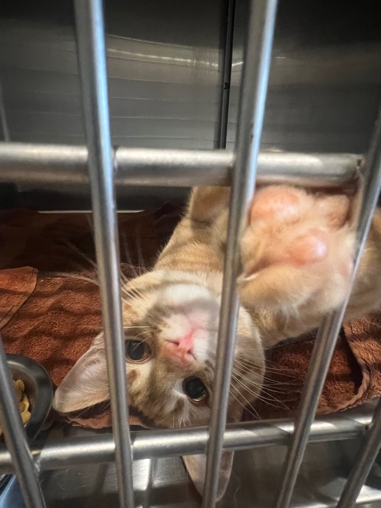 Sunny / Turtle, an adoptable Domestic Short Hair in Ashland, WI, 54806 | Photo Image 2