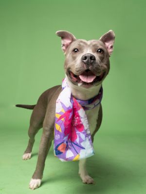 Rami Mixed Breed Dog