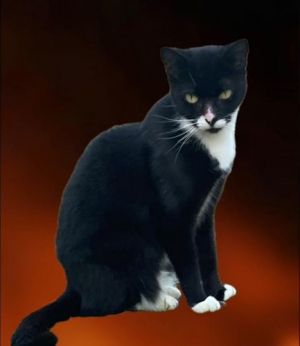 Rizzo - Petsmart Plantation Foster Home, Adult Female unknown