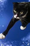Rizzo - Petsmart Plantation Foster Home photo 2