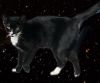 Rizzo - Petsmart Plantation Foster Home photo 3