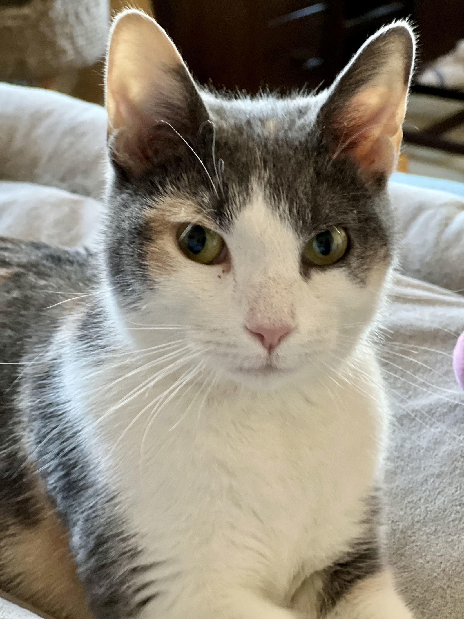 Rosie