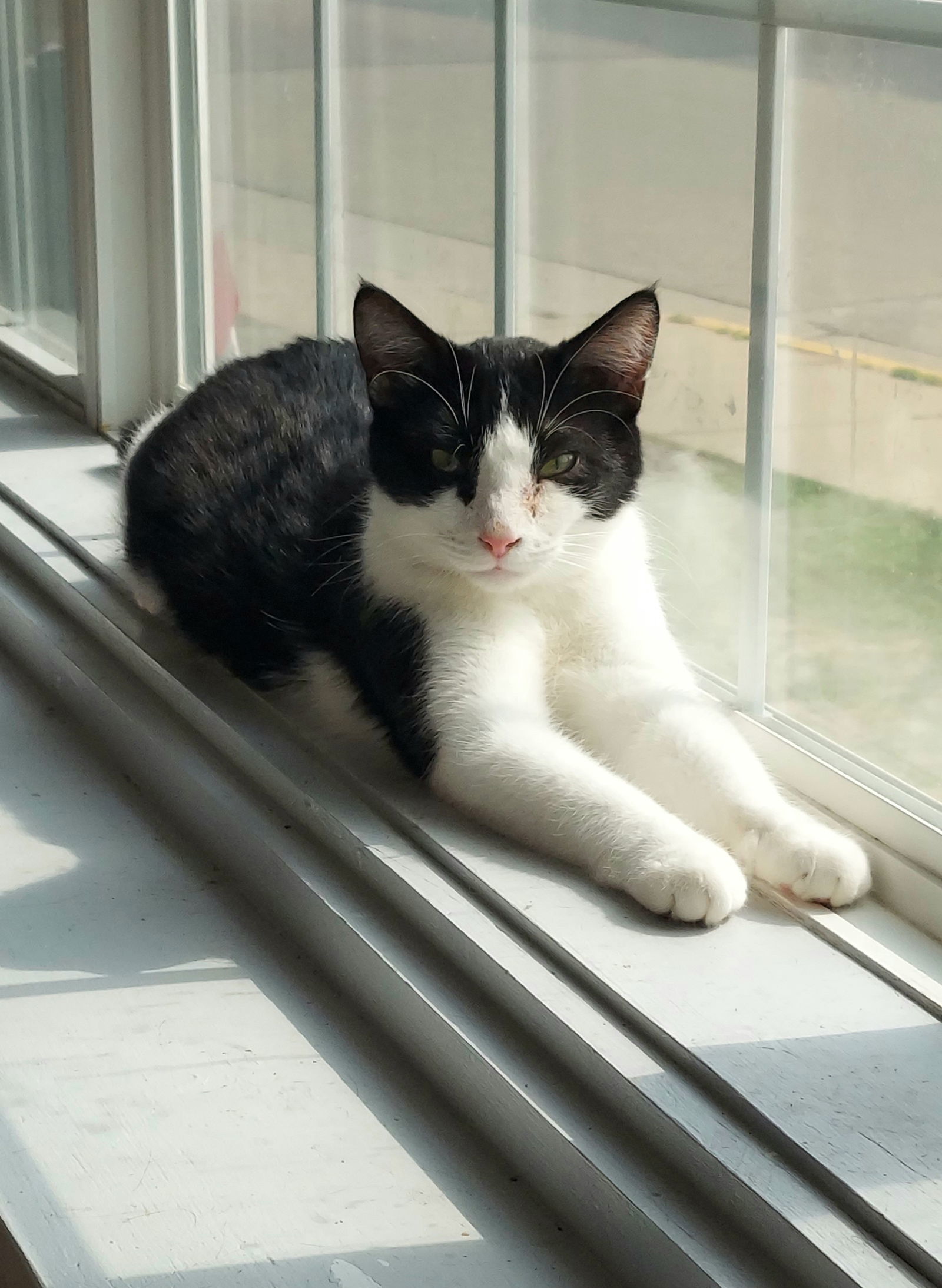 Ringo @ The Cat's Brew, an adoptable Domestic Short Hair in Montello, WI, 53949 | Photo Image 1
