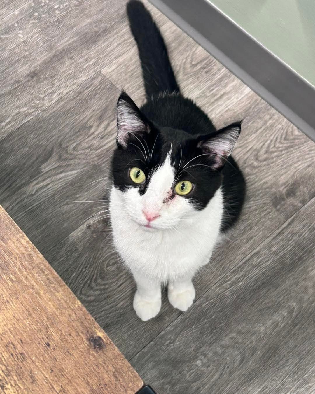 Ringo @ The Cat's Brew, an adoptable Domestic Short Hair in Montello, WI, 53949 | Photo Image 2