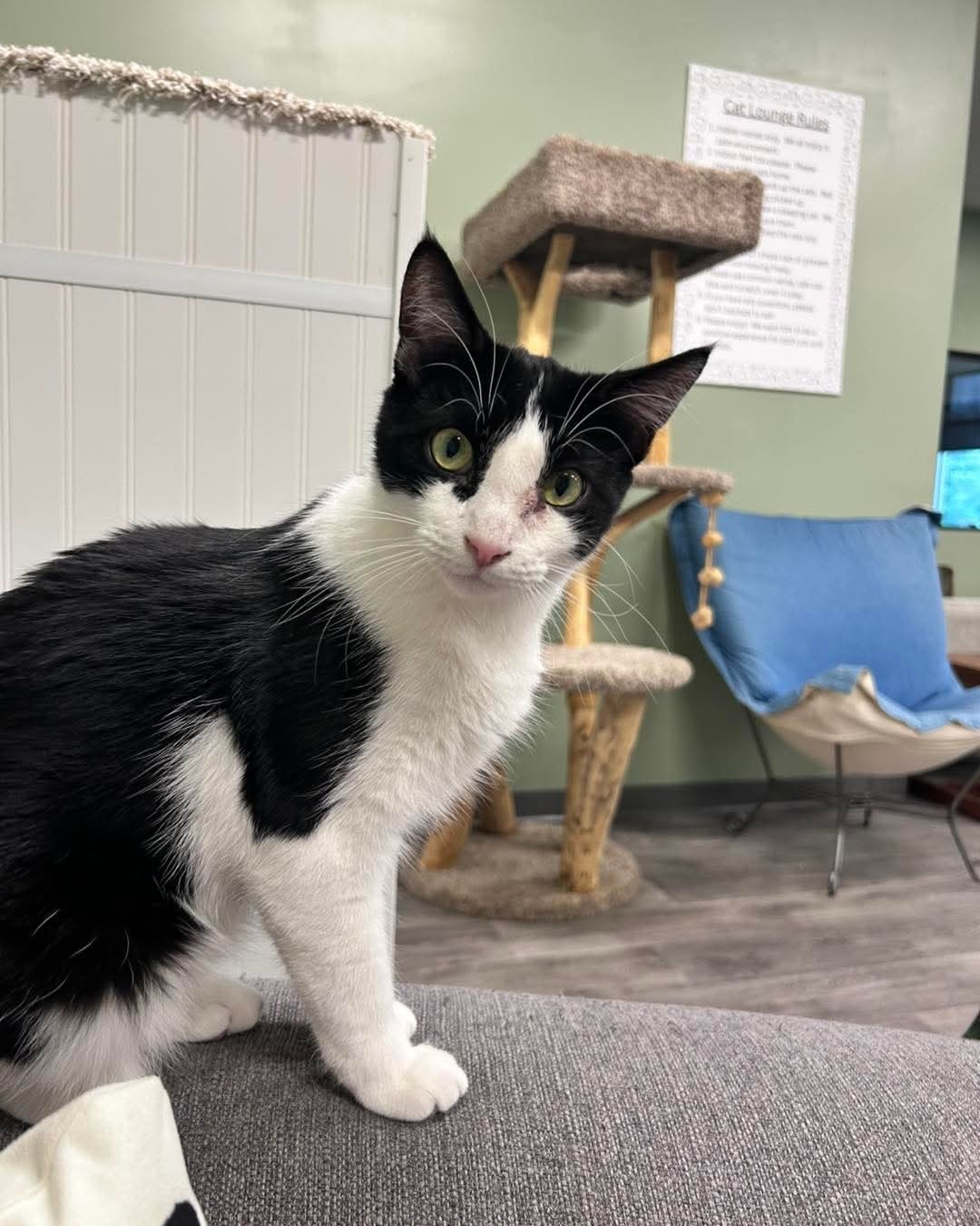 Ringo @ The Cat's Brew, an adoptable Domestic Short Hair in Montello, WI, 53949 | Photo Image 3