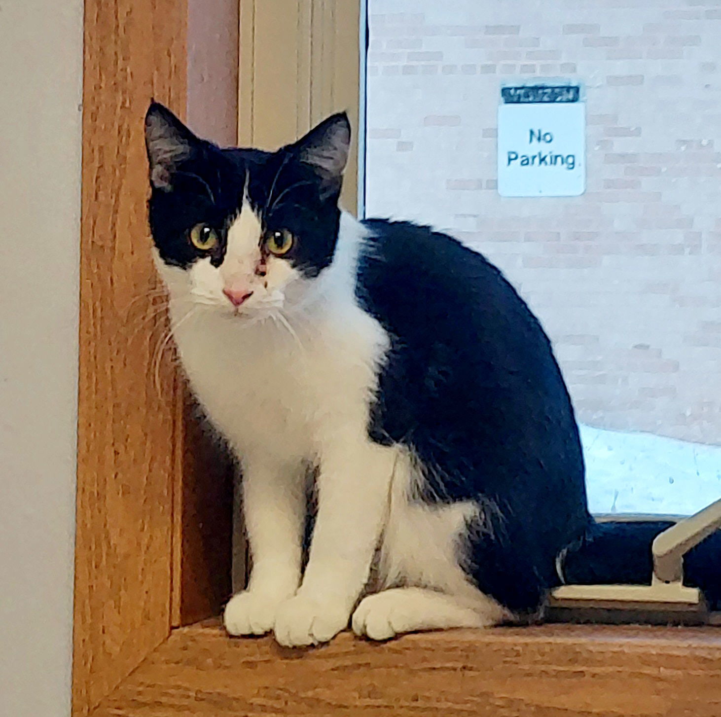 Ringo @ The Cat's Brew, an adoptable Domestic Short Hair in Montello, WI, 53949 | Photo Image 3